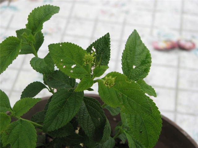 lantana4